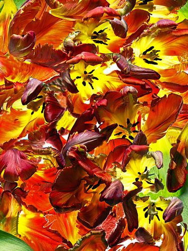 Des tulipes qui explosent