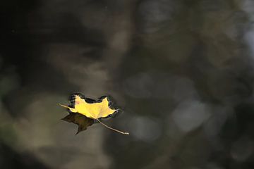 Herfstblad op het water van Paul van Slobbe