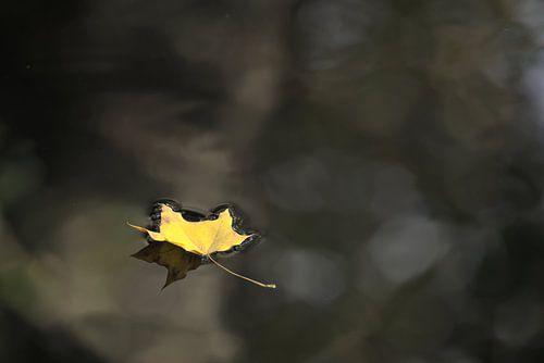 Feuilles d'automne sur l'eau