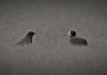 Le corbeau et la foulque sur Maickel Dedeken