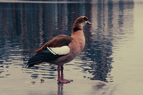 Canard sur le quai d'Anvers