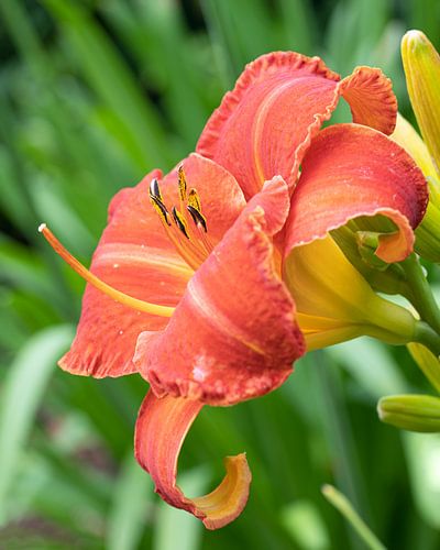 Daylily, Hemerocallis
