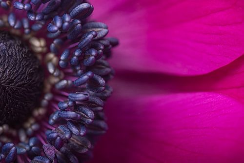 Een stukje van een fuchsia - paarse anemoon