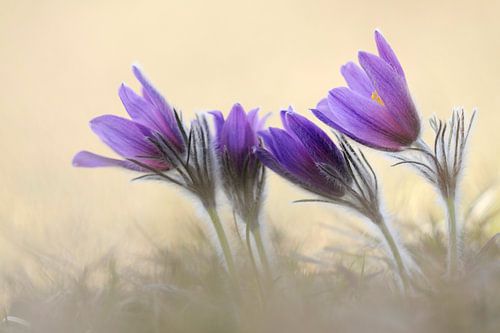 Küchenschellen / Kuhschellen (Pulsatilla vulgaris) im Frühling, Frühblüher in zarten Farben auf eine