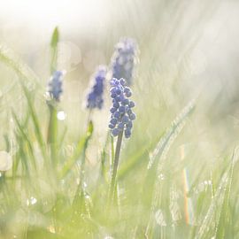 Blue grapes by Kim Meijer