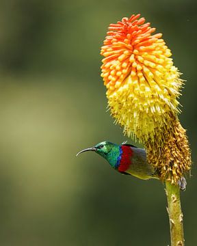 Extracteur de miel à petit collier