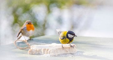 Roodborstje kijkt toe hoe koolmeesje eet van Rietje Bulthuis