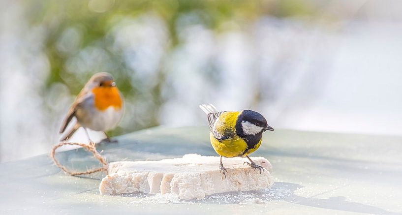 Robin sees to it how coalmouse eats by Rietje Bulthuis