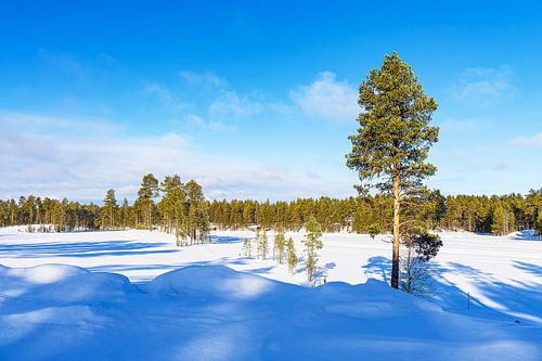 Landschap met sneeuw in de winter bij Kuusamo, Finland