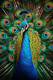 Peacock Portrait by ARTEO Paintings