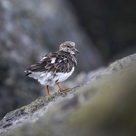 Steenrunner auf dem Pier von Tom Zwerver