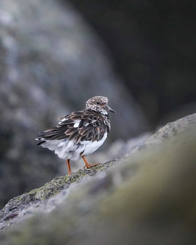 Marcheur sur le quai sur Tom Zwerver