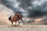 Lusitano