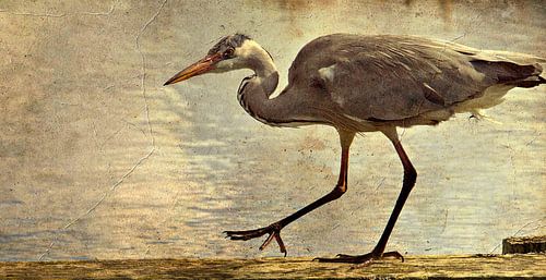 reiger uit de oude doos