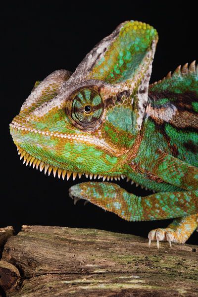 Jemenkameleon (Chamaeleo calyptratus) van Ronald Pol
