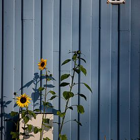 Zonnebloemen tegen een blauwe muur met schaduw minimalistisch in Trondheim, Noorwegen van Koen Lipman