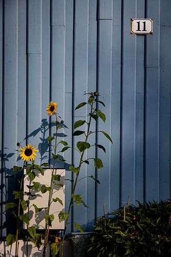 Sonnenblumen vor einer blauen Wand mit Schatten – minimalistisch in Trondheim, Norwegen