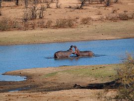 Fighting Hippos by Marleen Berendse