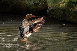 The Goosander on the move by Bob Mans