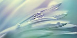 Waterdrop by Violetta Honkisz