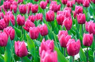 Roze tulpen van Dennis van de Water thumbnail