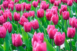 Roze tulpen von Dennis van de Water