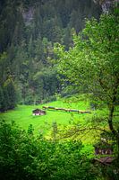 Yellow Flash: Train journey through Lauterbrunnens Natural Beauty