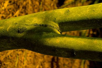 Erotisch hout