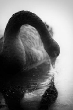 Een zwarte zwaan die in de spiegel van het water kijkt, een sprookje in zwart-wit beeld van John Quendag