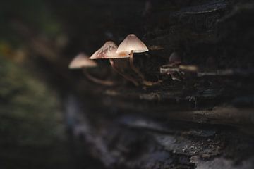 Macrofoto van kleine paddenstoelen op een boomstronk in het bos