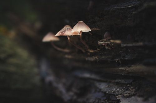 Macro shot of small mushrooms on a tree stump in the woods