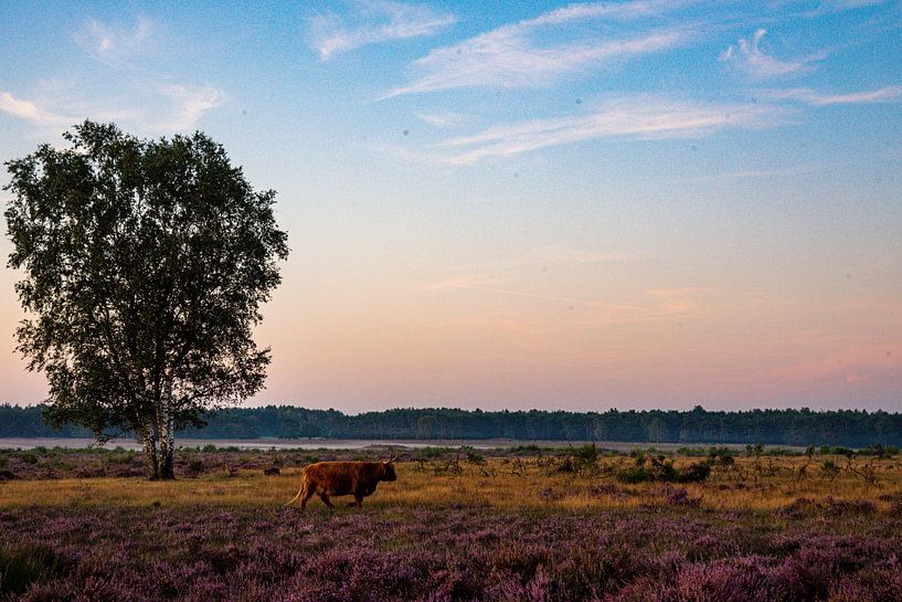 Schottischer Highlander auf dem Moor von Ed Klungers