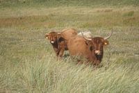 Haren in de wind
