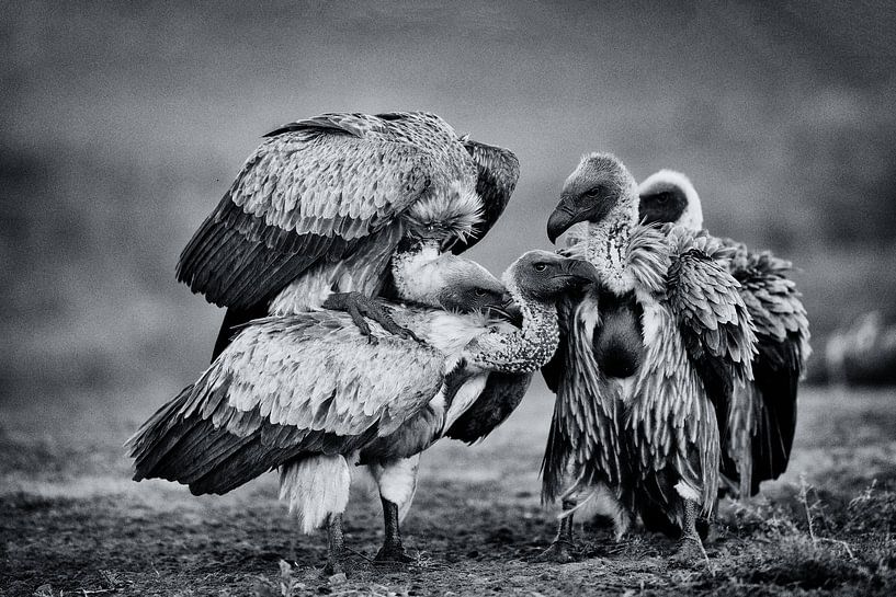 Untitled by Amnon Eichelberg