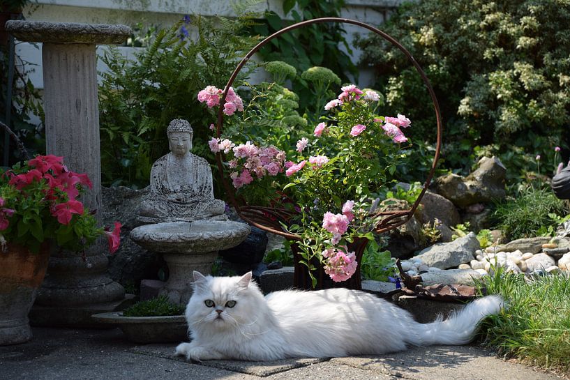 kat poseert met Boeddha en roze roos van Petra van Engelenburcht