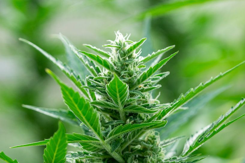 Marijuana plant in full bloom with pollen by Animaflora PicsStock