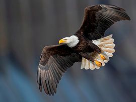 Bald eagle in flight by Matthias Spartz