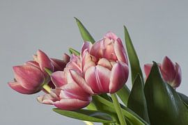 Red and white tulips by Henny Joosten