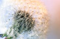 Dandelion fluff
