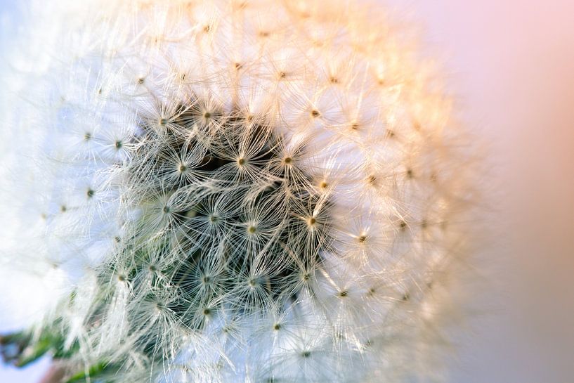 Dandelion fluff by Janneke Masselink