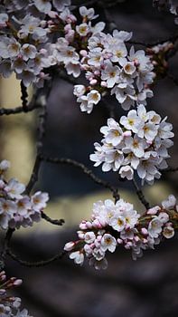 Zarte Kirschblüten vor einem verträumten Hintergrund