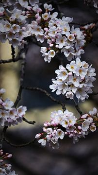 Zarte Kirschblüten vor einem verträumten Hintergrund von Bambi Lu