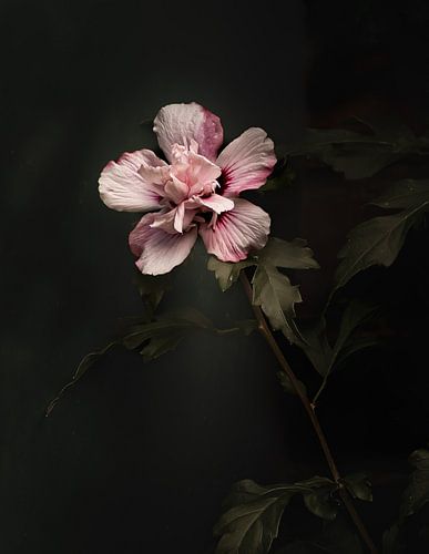 Hibiscus by Hennie Zeij