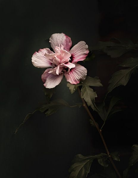 Hibiscus van Hennie Zeij