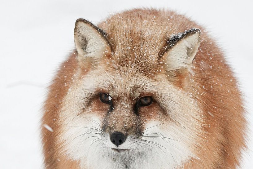 Portret van een rode vos in het besneeuwde Finland van Melissa Peltenburg