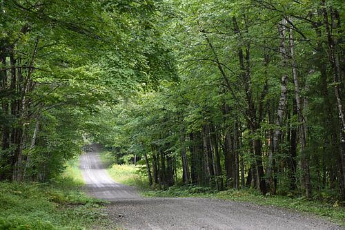 Een landweg in de zomer