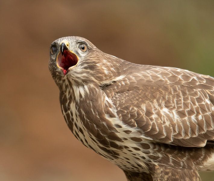 Buzzard by Wim de Meester