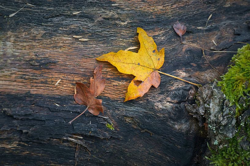 Herfstsfeer in het bos van Heiko Kueverling