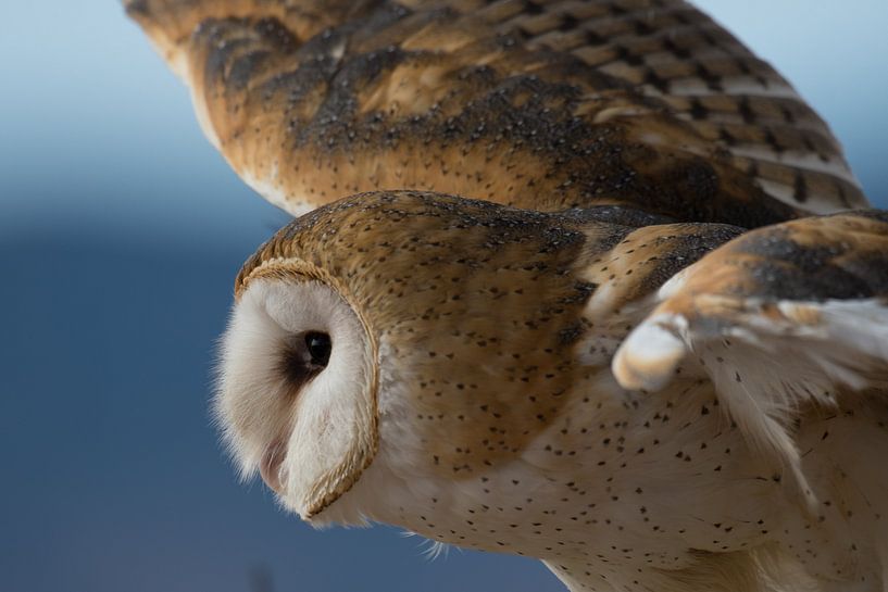 Majestic Owl by Hello Pompoyo