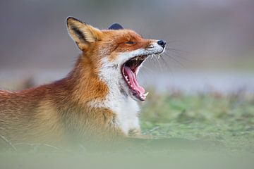 Yawning fox by Pim Leijen
